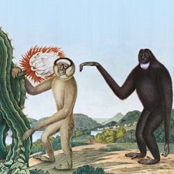 Bastön - Primates
