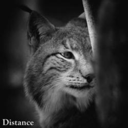 The Ultra Lancers – Distance