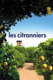Les citronniers