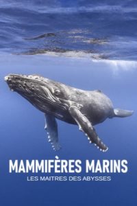 Mammifères marins – les maîtres des abysses