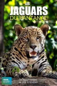 Les jaguars du Pantanal
