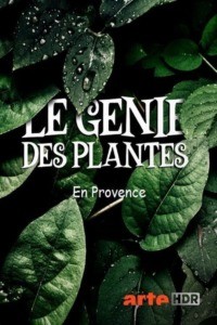 Le génie des plantes – En Provence