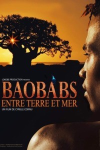 Baobabs entre terre et mer