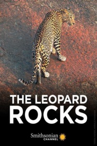Inde – les léopards des montagnes
