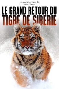 Le grand retour du tigre de Sibérie