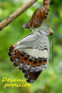Devenir papillon